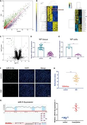 The Role of miR-31-5p in the Development of Intervertebral Disc Degeneration and Its Therapeutic Potential